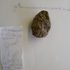 stenenproject