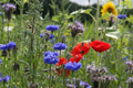 bloemrijk